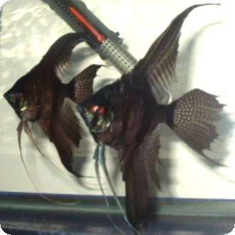 Angelfish - Black Lace Veil - Small